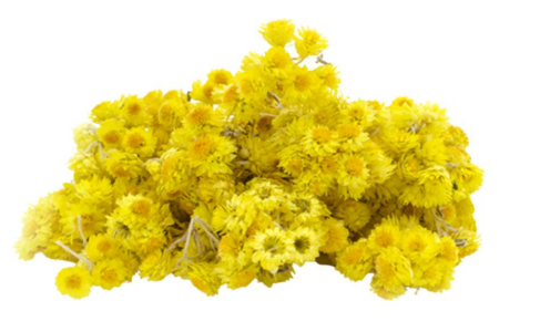 Helichrysum italicum